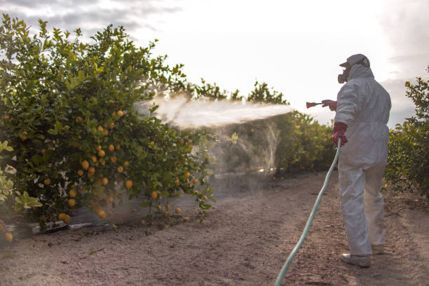 Best Termite Control Services  in Raeford, NC