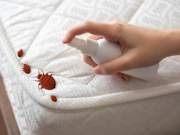 Best Bed Bug Extermination  in Raeford, NC
