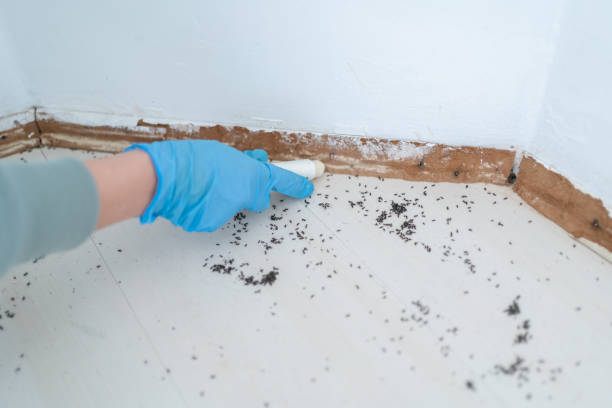 Best Mosquito Control Services  in Raeford, NC